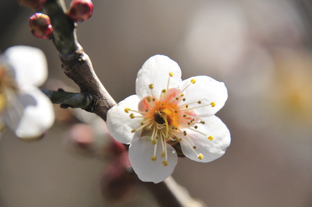 Plum blossomの写真素材