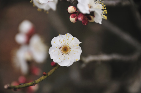 Plum blossomの写真素材