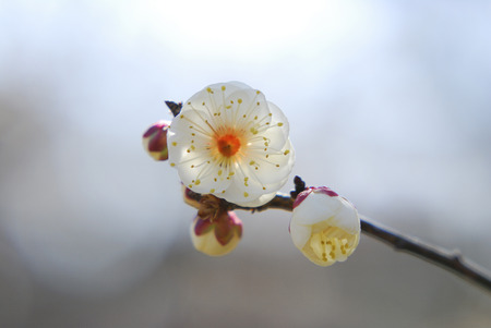 Plum blossomの写真素材