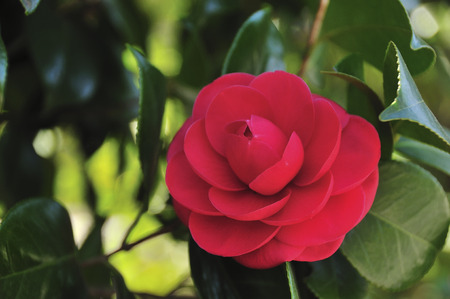 Camelliaの写真素材