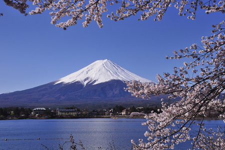 Fuji and cherry blossomの写真素材