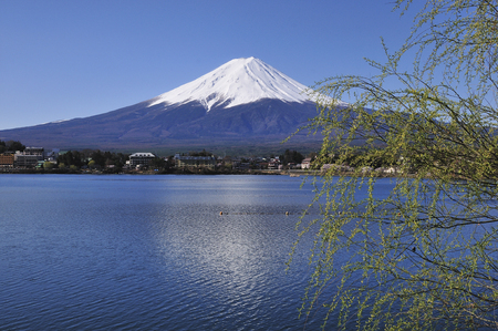 Fuji and willowの写真素材
