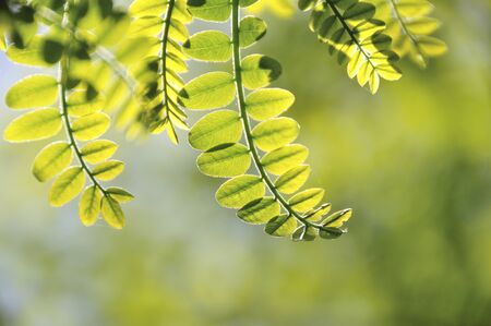 Zanthoxylum shootsの写真素材