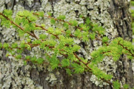 Larch sproutの写真素材