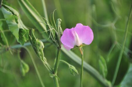 Sweet peaの写真素材