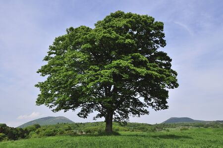 Tree meadow