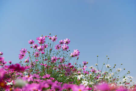 Cosmosの写真素材