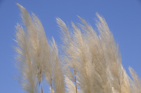 Pampas grassの写真素材