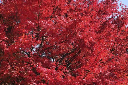 Autumn leaves