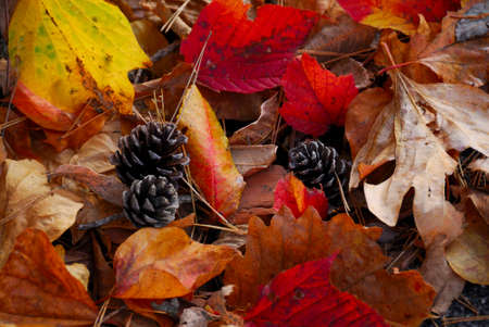 Fallen leaves and pine conesの写真素材