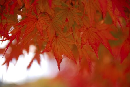 Autumn leavesの写真素材