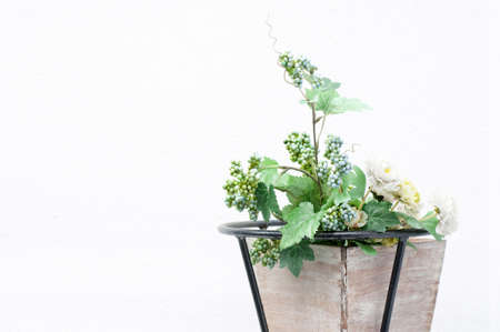 Ampelopsisの写真素材