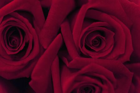 Crimson rosesの写真素材