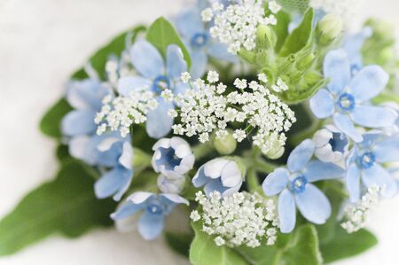 Star Flower and Carrot Flower Bouquet Star Flower and Carrot Flower Bouquet