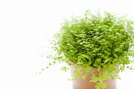 Potted Baby Tearsの写真素材