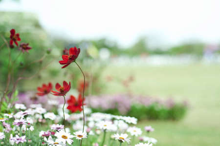 Chocolate cosmosの写真素材