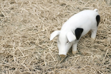 Garden mascot pigの写真素材