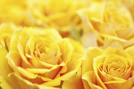 Yellow roseの写真素材