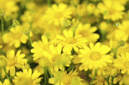 Disoidiaの写真素材