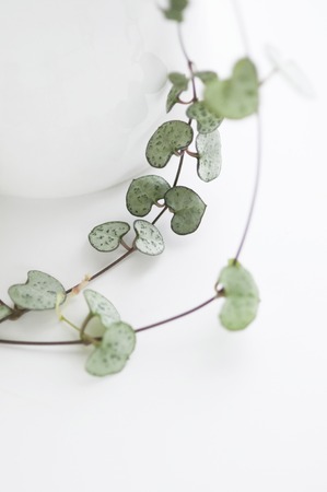 Heart vineの写真素材