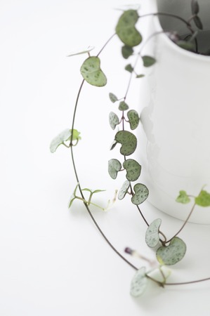 Heart vineの写真素材