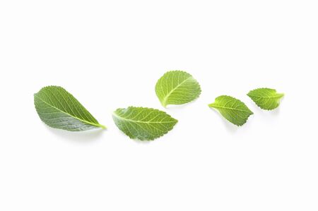 Leaf