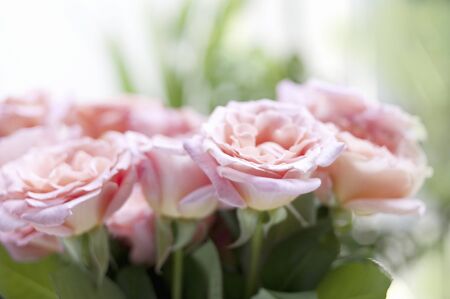 Pink roses bouquetの写真素材