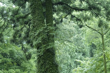 Cedar old