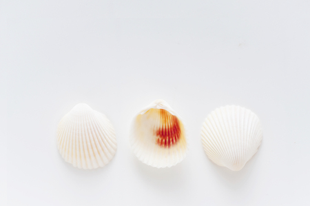 White seashellの写真素材