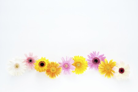 Colorful Gerbera daisyの写真素材