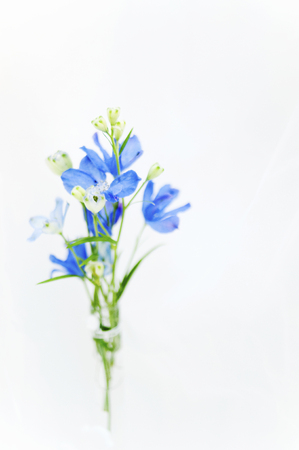 Delphiniumの写真素材