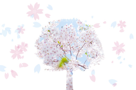 Cherry Blossom treeの写真素材