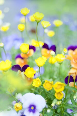 mix plant close up の写真素材