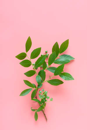 Branch of blueberriesの写真素材