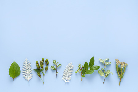 Leaves and tree nutsの写真素材