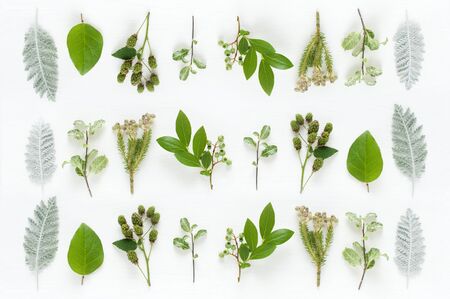 Leaves and tree nuts