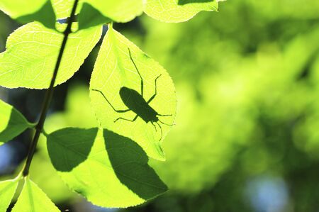 Fresh greenの写真素材