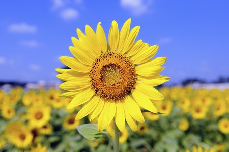 Sunflowerの写真素材
