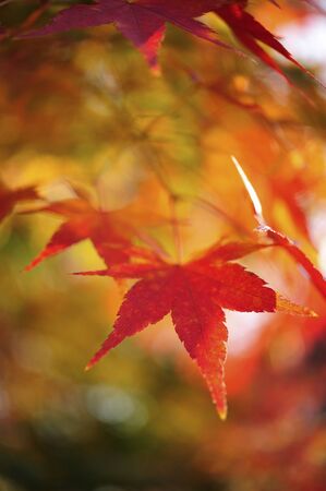 Autumn leaves