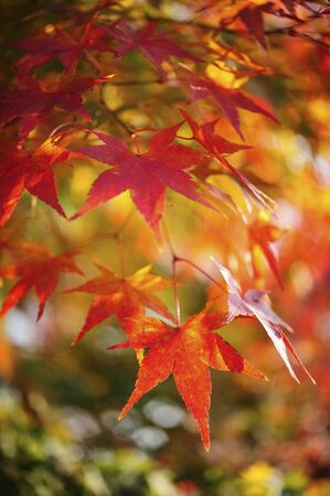 Autumn leaves