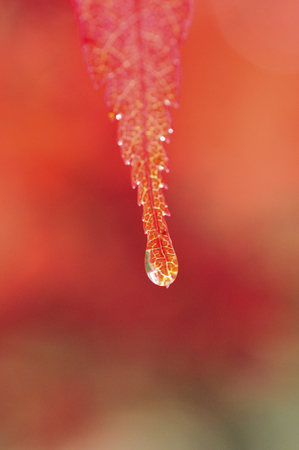 Autumn leavesの写真素材