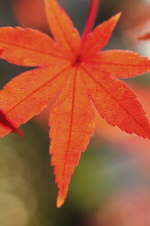 Autumn leaves