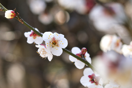 Plumの写真素材