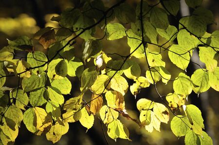 Autumn leavesの写真素材