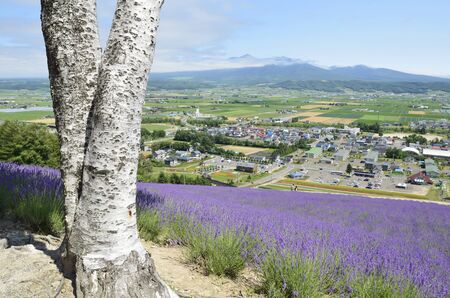 Streets of lavender fields and Nakafuranoの写真素材