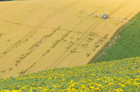 Biei Hill