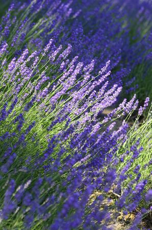 Fields of lavenderの写真素材