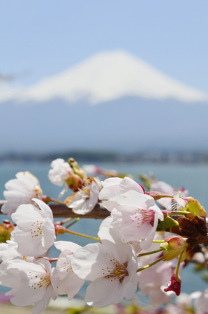 Cherry blossoms and Mt Fujiの写真素材
