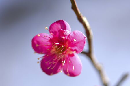 Red Plumの写真素材