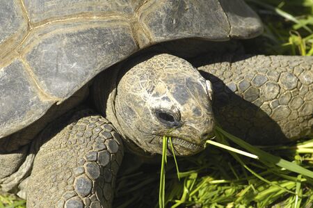 Giant tortoiseの写真素材